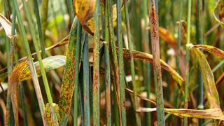 Wheat plants growing as an experimental control group show signs of wheat stem rust disease 