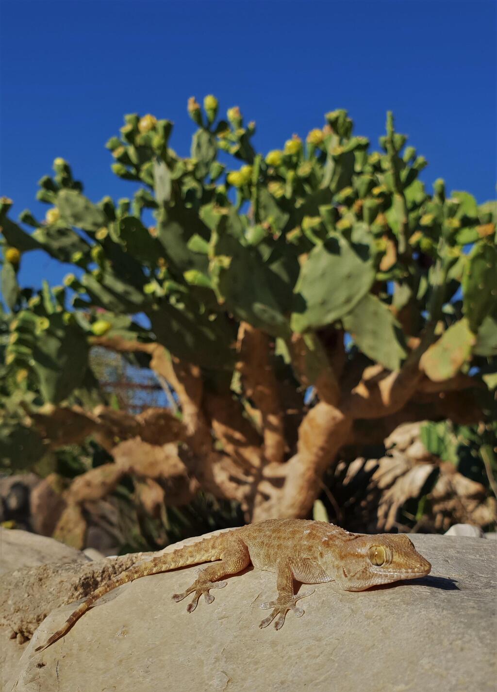 שממית החומות המצרית. מין פולש