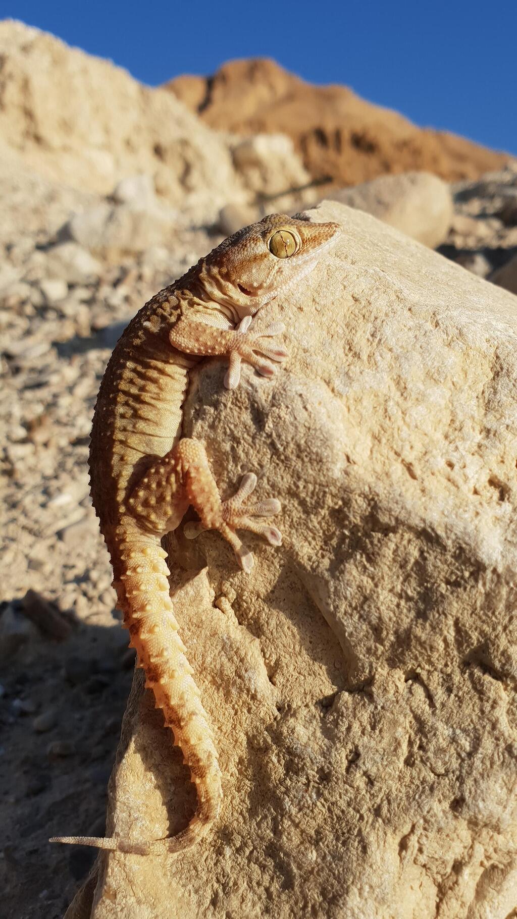 שממית החומות המצרית באזור עין גדי