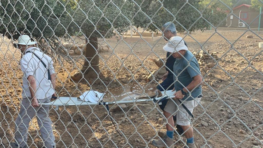 החרמת אחד האיילים (צילום: רשות הטבע והגנים) החרמת אחד האיילים