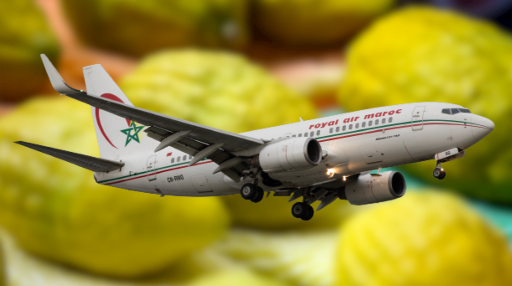 For the first time ever, Moroccan etrogs flew direct from Casablanca to Israel in 2022 (Photo: Royal Air Maroc plane via Robert Smith/MI News/NurPhoto via Getty Images; collage by JTA) Hervey Levy’s etrog farm near Agadir, Morocco, seen in 2022