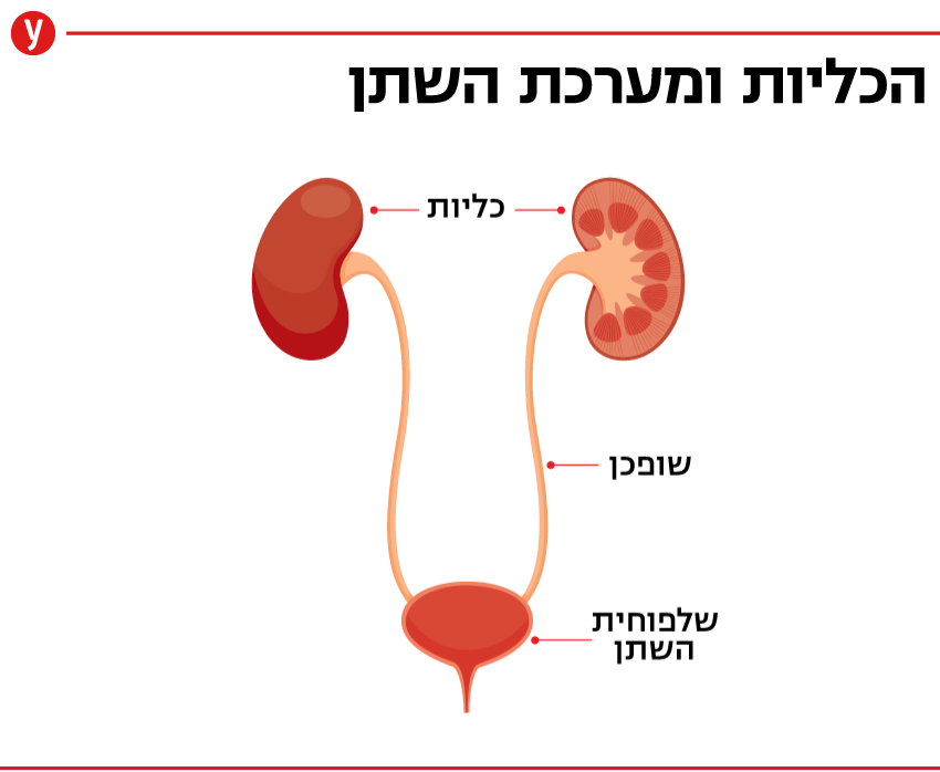 כליות ומערכת השתן (איור: shutterstock) כליות ומערכת השתן