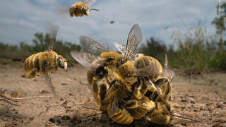 The big buzz