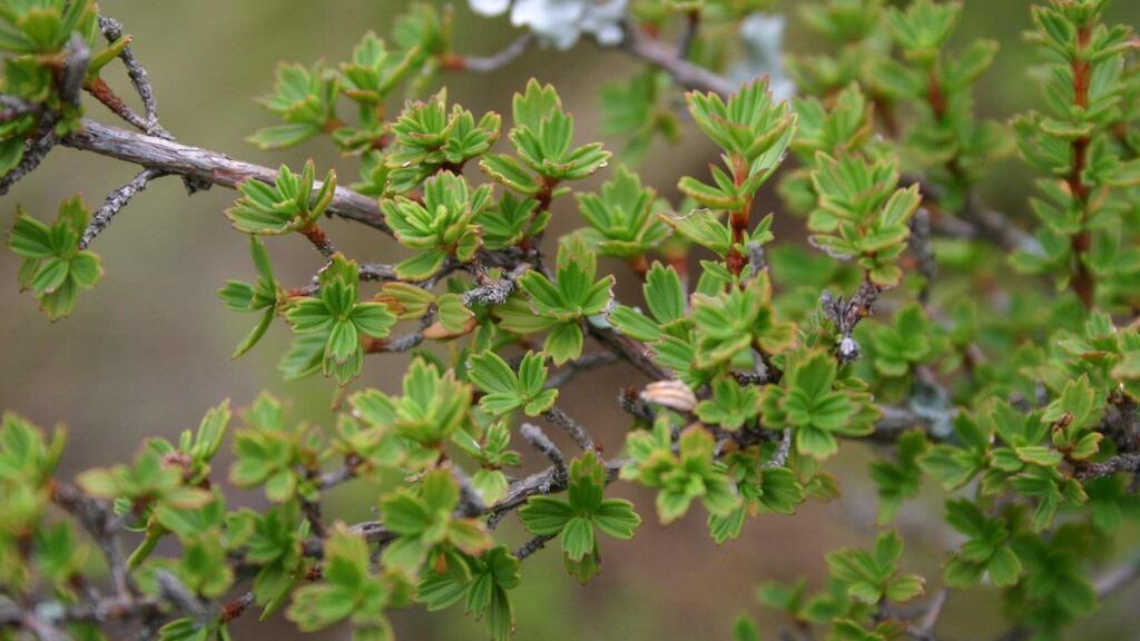Myrothamnus flabellifolius foliage during wet season, Hamerkop Kloof, Magaliesberg, South Africa (Photo: Androstachys/Creative Commons) Myrothamnus flabellifolius foliage during wet season, Hamerkop Kloof, Magaliesberg, South Africa