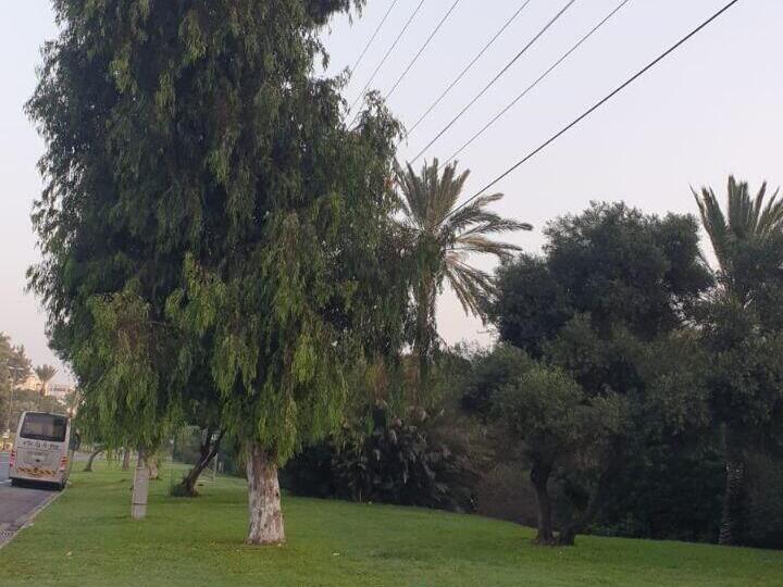 143 עצים לא ייכרתו (צילום: ארז ברקאי) 143 עצים לא ייכרתו