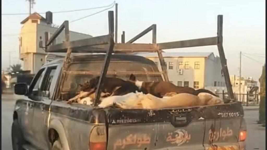 carcasses of dogs killed by Hebron residents 