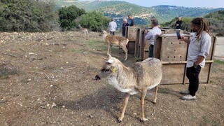 שחרור היחמורים בגליל