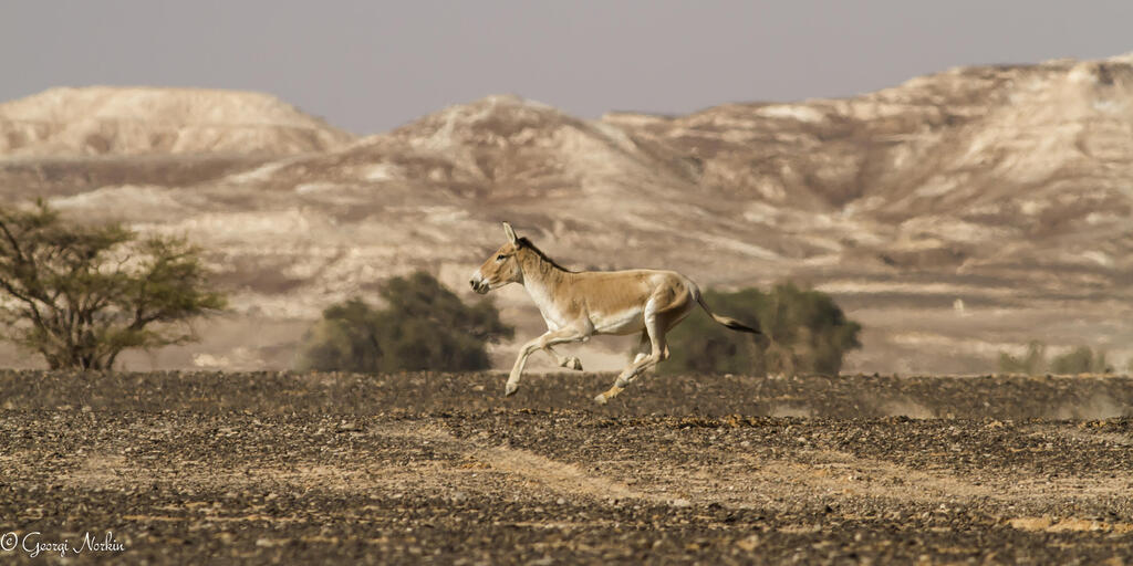 חיות ב-60 שניות: בעלי חיים במדבר