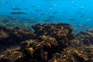 Marine life off the coast of northern Israel 