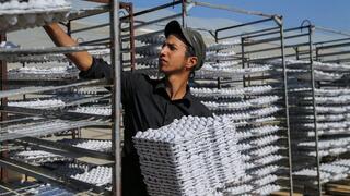 A Palestinian worker collects newly made egg trays, manufactured from recycled paper waste in Khan Younis, in the southern Gaza Strip, November 10, 2022 