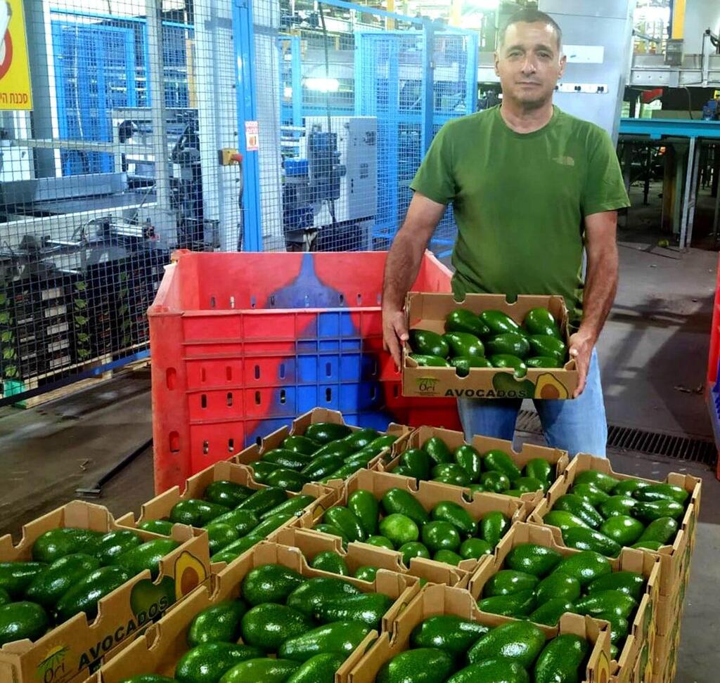 "מלומה", שונה מ"האס" (צילום: אירגון מגדלי הפירות בישראל ) "מלומה", שונה מ"האס"