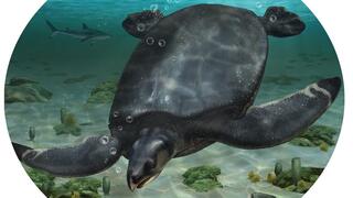 שחזור מאויר של Leviathanochelys aenigmatica