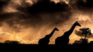 Giraffes In Storm
