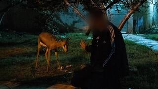 הצבי בחצר ביתו של החשוד