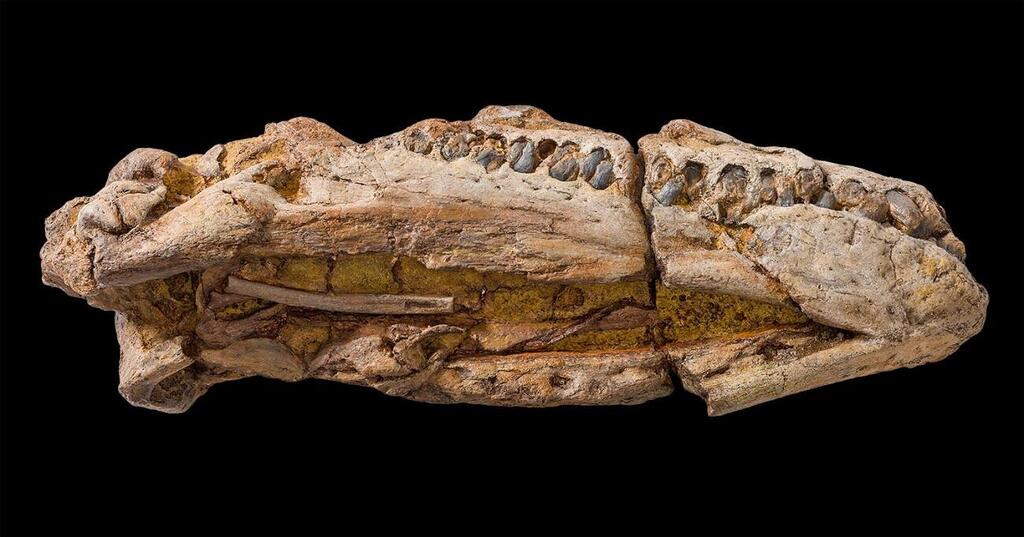 הגולגולת המאובנת של Eromangasaurus australis (צילום: Queensland Museum, Peter Waddington) הגולגולת המאובנת של Eromangasaurus australis