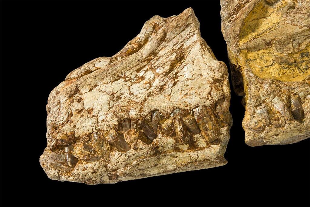 הגולגולת המאובנת של Eromangasaurus australis (צילום: Queensland Museum, Peter Waddington) הגולגולת המאובנת של Eromangasaurus australis