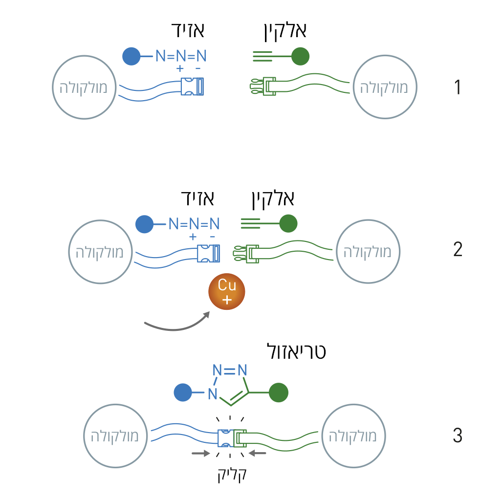 אזיד ואלקין מתחברים ביעילות רבה בנוכחות יוני נחושת. כימיה בקליק (איור: © Johan Jarnestad/The Royal Swedish Academy of Sciences) אזיד ואלקין מתחברים ביעילות רבה בנוכחות יוני נחושת. כימיה בקליק