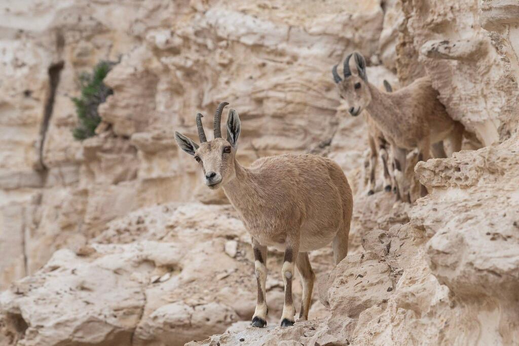 לא רק הגנה: המשימות החדשות של צה