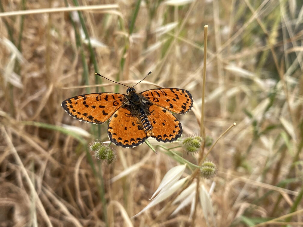 מהחרמון עד הר רמון: תמונות משנה של טיולים בארץ