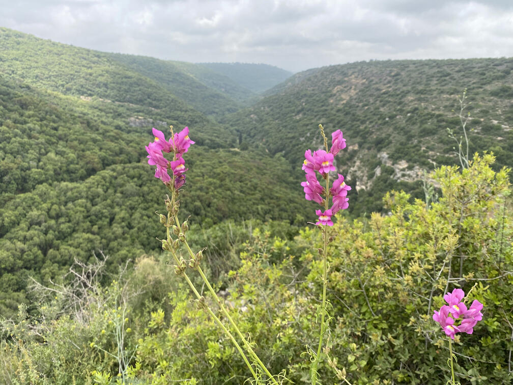 מהחרמון עד הר רמון: תמונות משנה של טיולים בארץ