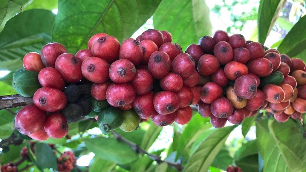 פולי קפה בעל העץ באוגנדה