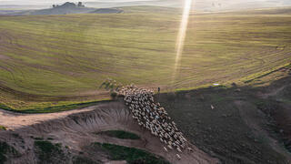 עדר כבשים בבתרונות רוחמה