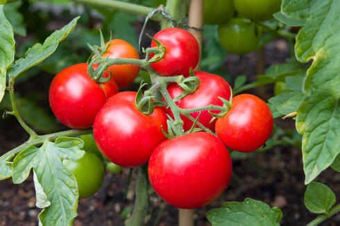 Israeli researchers use genetic editing to grow tomatoes that consume ...