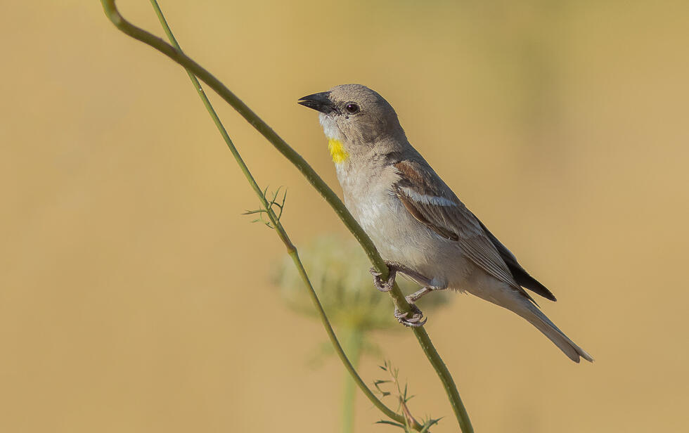 דרורית צהובת גרון (צילום: רועי חזן) דרורית צהובת גרון