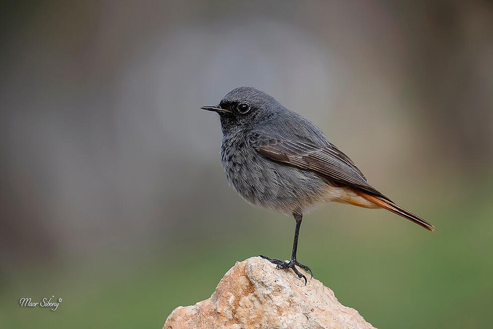חכלילית סלעים זכר (צילום: מאור סיבוני) חכלילית סלעים זכר