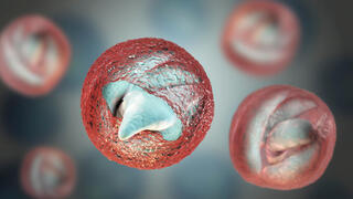 Release of sporozoites from Cryptosporidium parvu