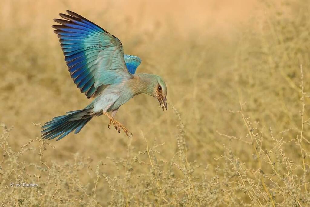 כחל במק בית שאן (צילום: אבי בלומן) כחל במק בית שאן