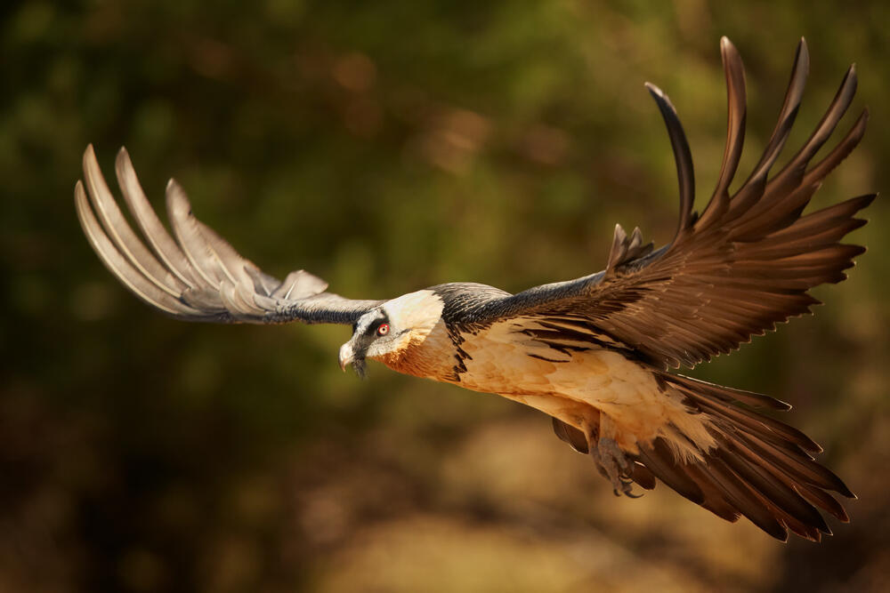 פרס עף בהרי הפירנאים (צילום: Shutterstock) פרס עף בהרי הפירנאים