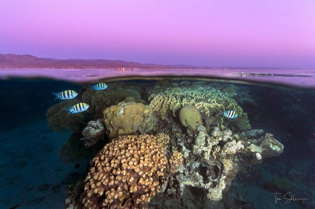 שונית האלמוגים במפרץ אילת על רקע הרי אדום בשעת שקיעה