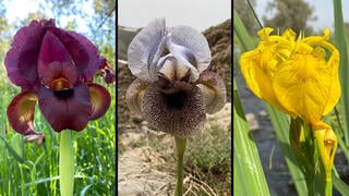 אירוסים פורחים
