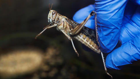 Israeli scientists develop sniffing robot with locust antennae