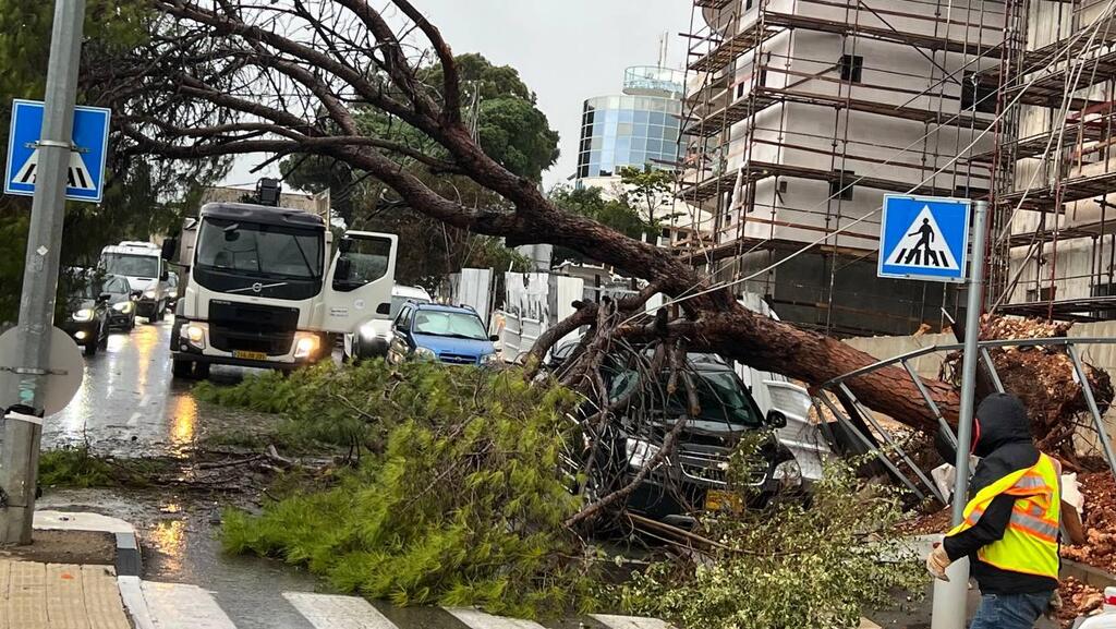 Tree falls in Haifa (Photo: Eitan Glickman) עץ קרס בחיפה