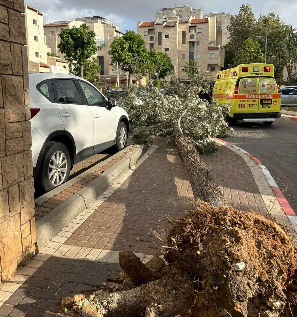 Tree falls in Or Yehuda and injures 13-year-old girl (Photo: MDA) עץ קרס באור יהודה