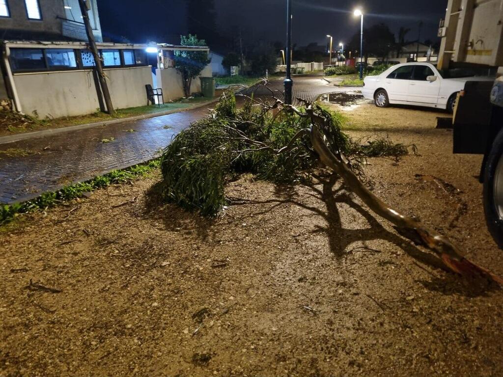 The tree that wounded the 11-year-old child (Photo: Ra'anan Ben-Tzur) הענף שקרס ופצע קשה בן 11