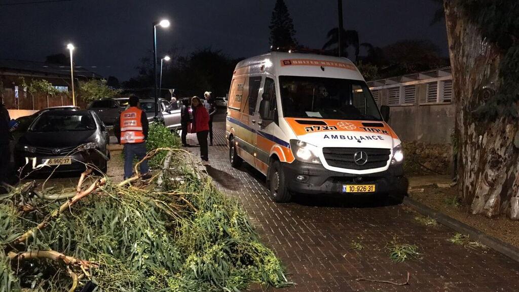 a tree collapses wounding a child during winter storm Barbara (Photo: Hatzalah) זירת נפילת העץ בתל מונד