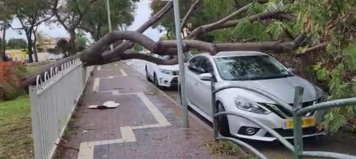 עץ שקרס בשכונת ניסן בחדרה (צילום: יגאל רובין) עץ נפל בחדרה