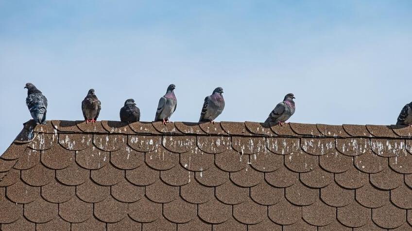 Как избавиться от голубей на балконе: 10 простых способов