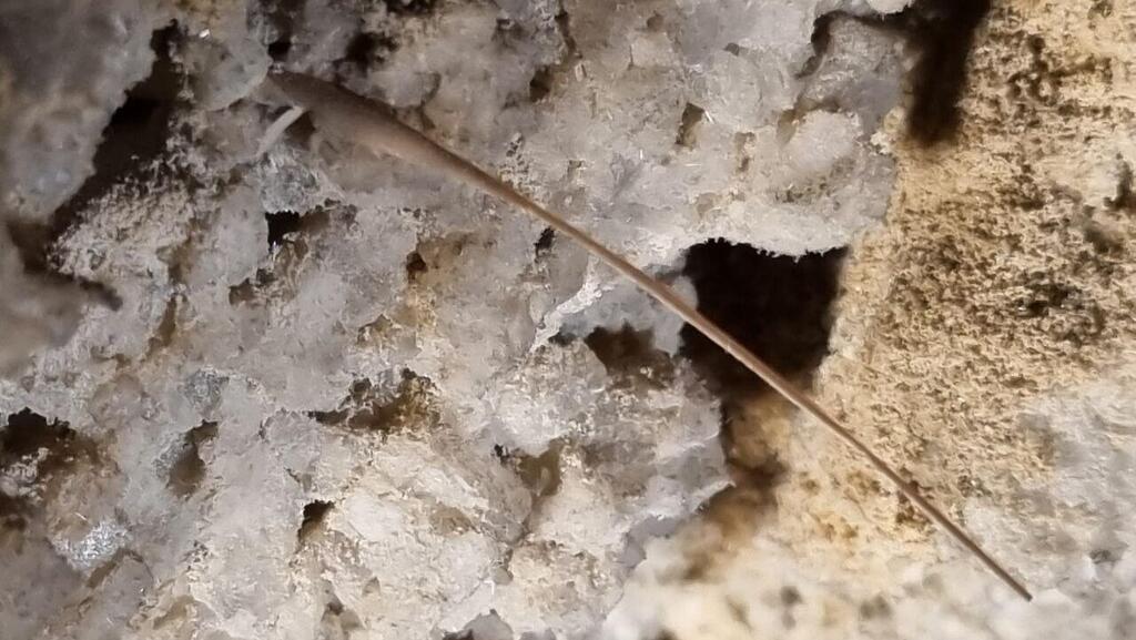 Strange plant found in the salt cave near the Dead Sea (Photo: Assaf Kamar) חלק מ"הצמח" נלקח לבדיקה