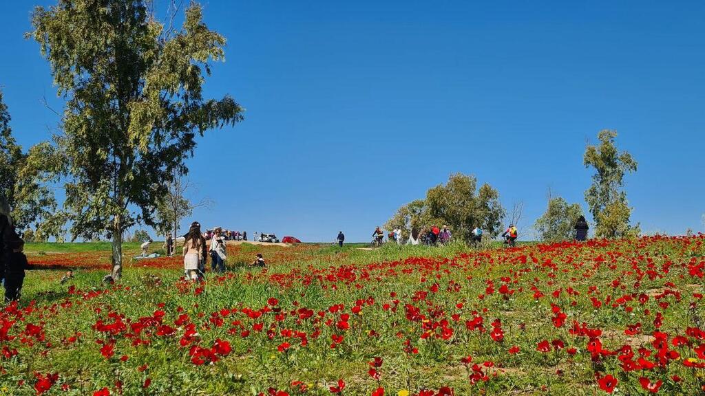פסטיבל דרום אדום (צילום: אייל בריברם) פסטיל דרום אדום