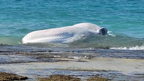 Dead whale washes onto southern Israel beach - Vimarsana News
