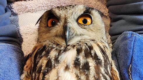 Wounded owl regains sight, freed into wild - Vimarsana News