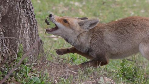 Rare Israeli footage captures a vixen hunting a shrew - Vimarsana News