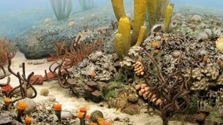 קרקעית הים מתור הפראם, שבעידן הפלאוזואיקון