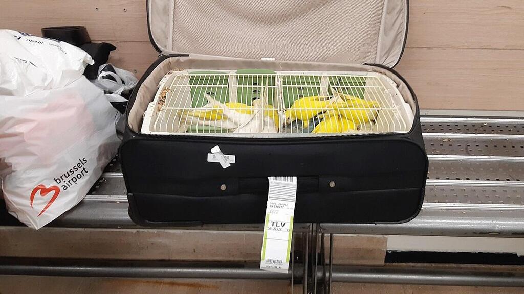 ''שיטות הזויות''. ניסיון הברחת חיות בר במזוודה (צילום: באדיבות רשות הטבע והגנים) ניסיון הברחת חיות בר במזוודה