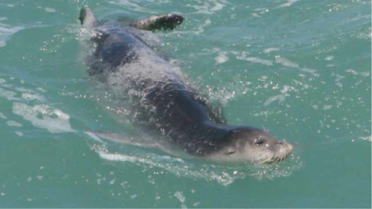 תצפית של כלב ים נזירי באזור ישראל 