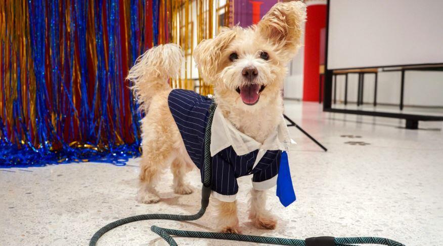 Henry, a mixed-breed pup wearing a bark mitzvah outfit, enjoys the Purim festivities